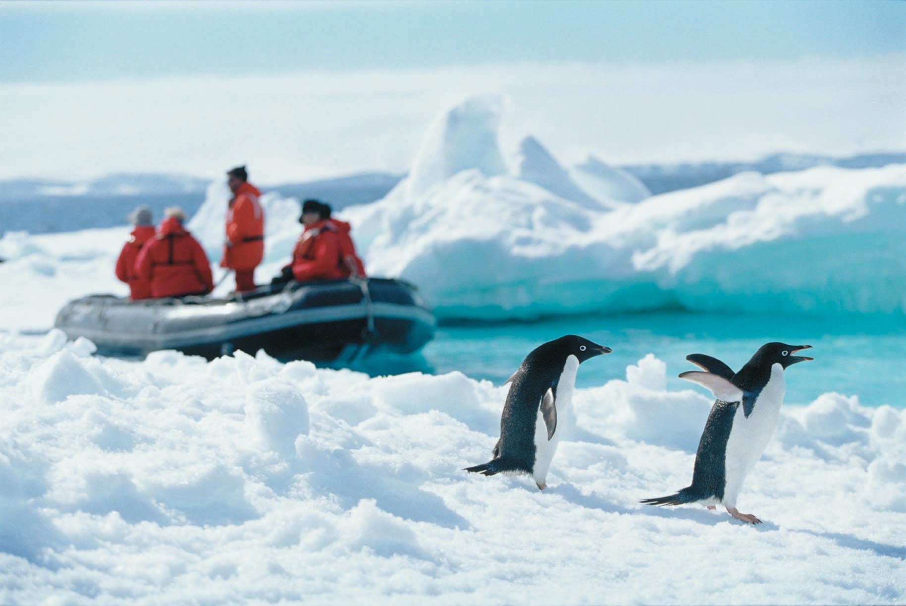 Путешествие в антарктиду. Экспедиция Антарктида Антарктика. Путешествие кв Антарктиду. Антарктида Экспедиция пингвины. Человек Пингвин.