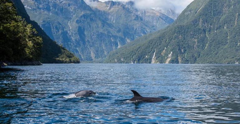 CRUISE_Dolphins_in_Fjords.jpg