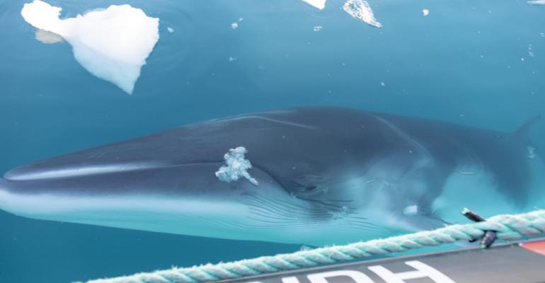 CRUISE_whale_Photo_Genna_Roland_Hurtigruten.jpg