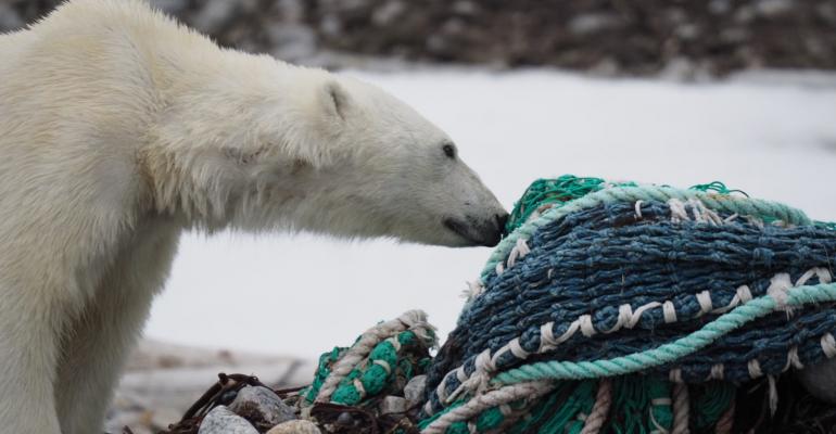Polar bear with plastic fishing net.jpg