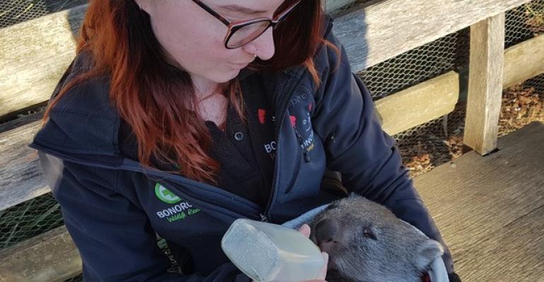 A Bonorong Wildlife Sanctuary worker feeds a native wombat
