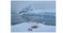 CRUISE_Antarctica.jpg